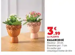Super U Kalanchoé offre