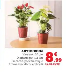 Super U Anthurium offre
