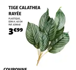 Gifi Tige calathea rayée offre