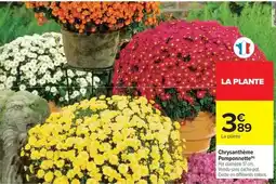 Carrefour Drive Chrysantheme pomponnette offre
