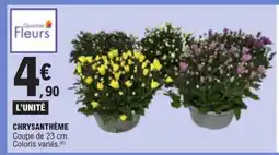 E.Leclerc Chrysanthème offre