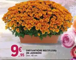 E.Leclerc CHRYSANTHÈME MULTIFLEURS UNI JARDINIÈRE offre