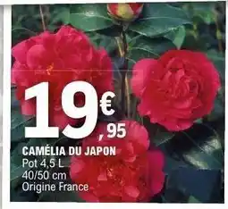 E.Leclerc CAMÉLIA DU JAPON offre