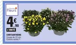E.Leclerc Chrysanthème offre