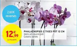 Intermarché Contact Phalaenopsis 2 tiges offre