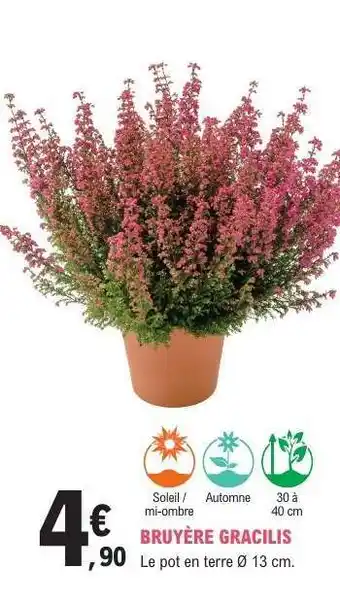 E.Leclerc Bruyère gracilis offre