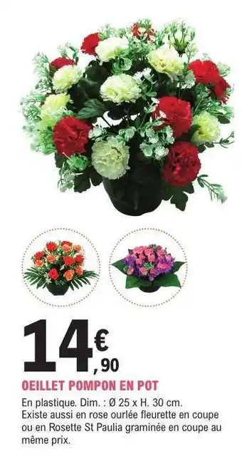 E.Leclerc OEILLET POMPON EN POT offre