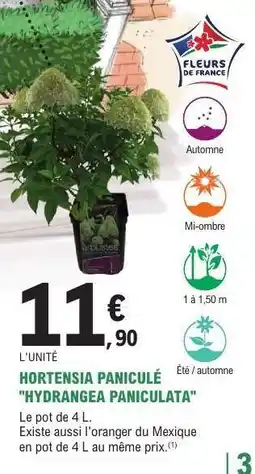 E.Leclerc HORTENSIA PANICULÉ HYDRANGEA PANICULATA offre