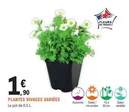 E.Leclerc PLANTES VIVACES VARIÉES offre