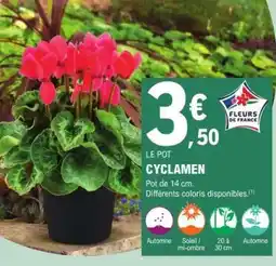 E.Leclerc Cyclamen offre
