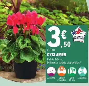 E.Leclerc Cyclamen offre