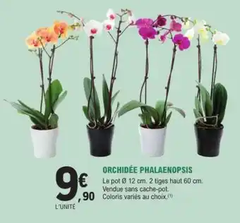 E.Leclerc Orchidée Phalaenopsis offre