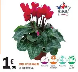 E.Leclerc Mini cyclamen offre