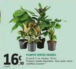 E.Leclerc PLANTES VERTES VARIÉES offre