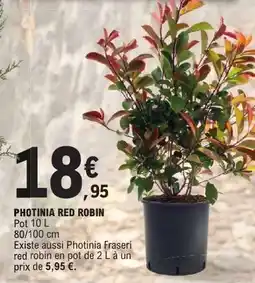 E.Leclerc Photinia Red robin offre