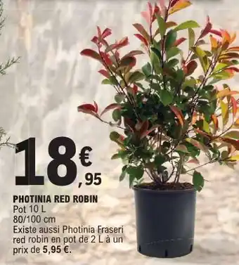 E.Leclerc Photinia Red robin offre