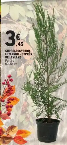 E.Leclerc CUPRESSOCYPARIS LEYLANDII - CYPRES DE LEYLAND offre
