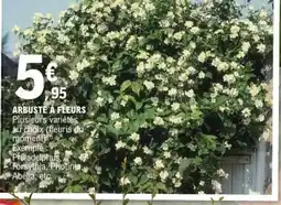 E.Leclerc Arbuste à fleurs offre