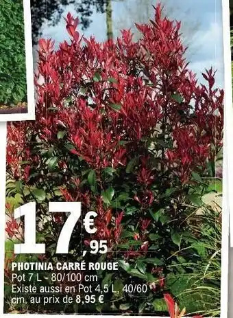 E.Leclerc Photinia carré rouge offre