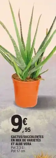 E.Leclerc Cactus/Succulentes en mix de variétés et Aloe Vera offre