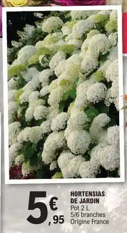 E.Leclerc HORTENSIAS DE JARDIN offre