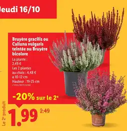 Lidl Bruyère gracilis Calluna vulgaris teintée ou Bruyère bicolore offre