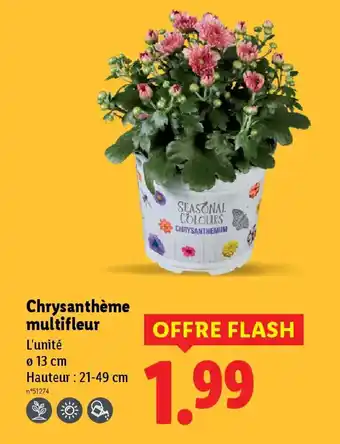 Lidl Chrysanthème multifleur offre
