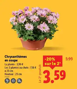 Lidl Chrysanthèmes en coupe offre