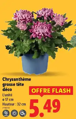 Lidl Chrysanthème grosse tête déco offre