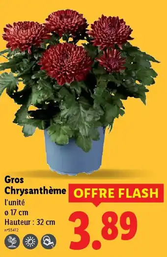 Lidl Gros Chrysanthème offre