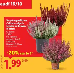 Lidl Bruyère gracilis ou Calluna vulgaris teintée ou Bruyère bicolore offre