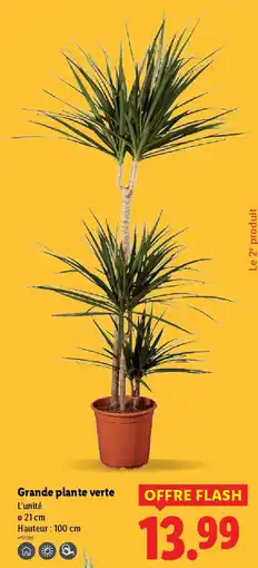 Lidl Grande plante verte offre