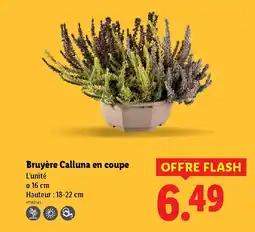 Lidl Bruyère Calluna en coupe offre