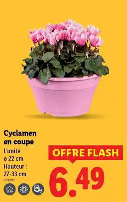 Lidl Cyclamen en coupe offre