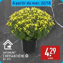 ALDI GARDENLINE® Chrysantheme offre