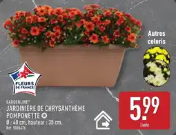 ALDI Gardenline jardinière de chrysanthème pomponette offre