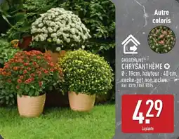 ALDI Gardenline chrysanthème offre