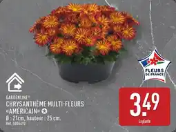 ALDI Gardenline chrysanthème multi-fleurs américain offre