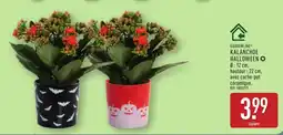 ALDI Gardenline kalanchoe halloween offre