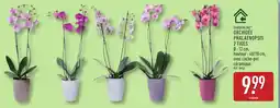ALDI Gardenline orchidée phalaenopsis 2 tiges offre