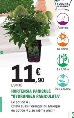 E.Leclerc Brico Hortensia paniculé hydrangea paniculata offre