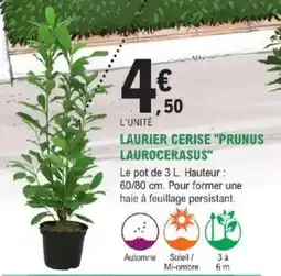 E.Leclerc Brico Laurier cerise prunus laurocerasus offre