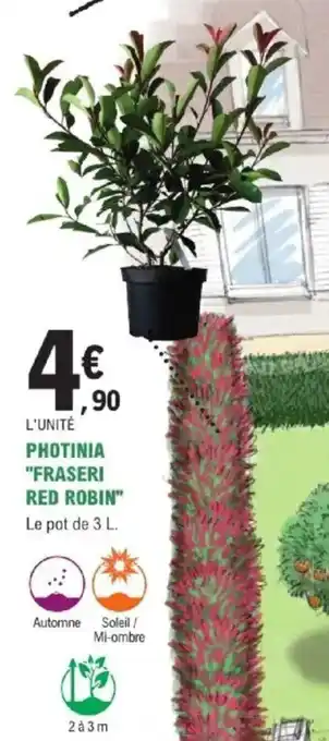 E.Leclerc Brico Photinia fraseri red robin offre