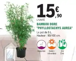 E.Leclerc Brico Bambou dore phyllostachys aurea offre