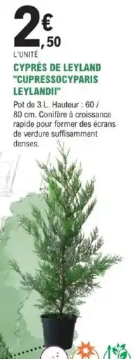 E.Leclerc Brico Cyprès de leyland cupressocyparis leylandii offre