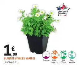 E.Leclerc Brico Plantes vivaces variées offre