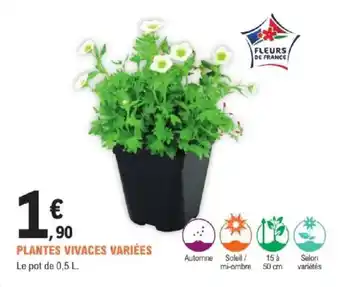 E.Leclerc Brico Plantes vivaces variées offre