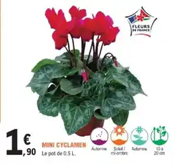 E.Leclerc Brico Mini cyclamen offre