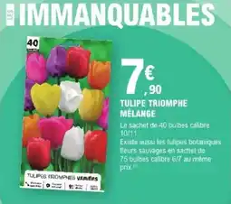 E.Leclerc Brico Tulipe triomphe mélange offre