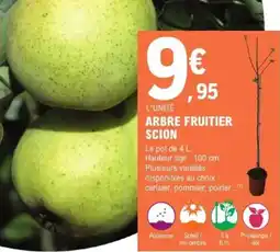 E.Leclerc Brico Arbre fruitier scion offre